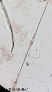 phyto/Brazilian_Amazon_coast/Amazomix_station_7/AMAZOMIX September 2021/Tripos extensus (Am_St7_R1 _DCM_Tripos longirostrus_20240819_105042)(copy)_thumb.jpg